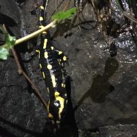 salamandre tachetée
