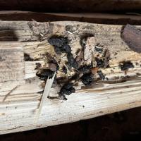 Kot eines Tieres in Holzbeige gefunden