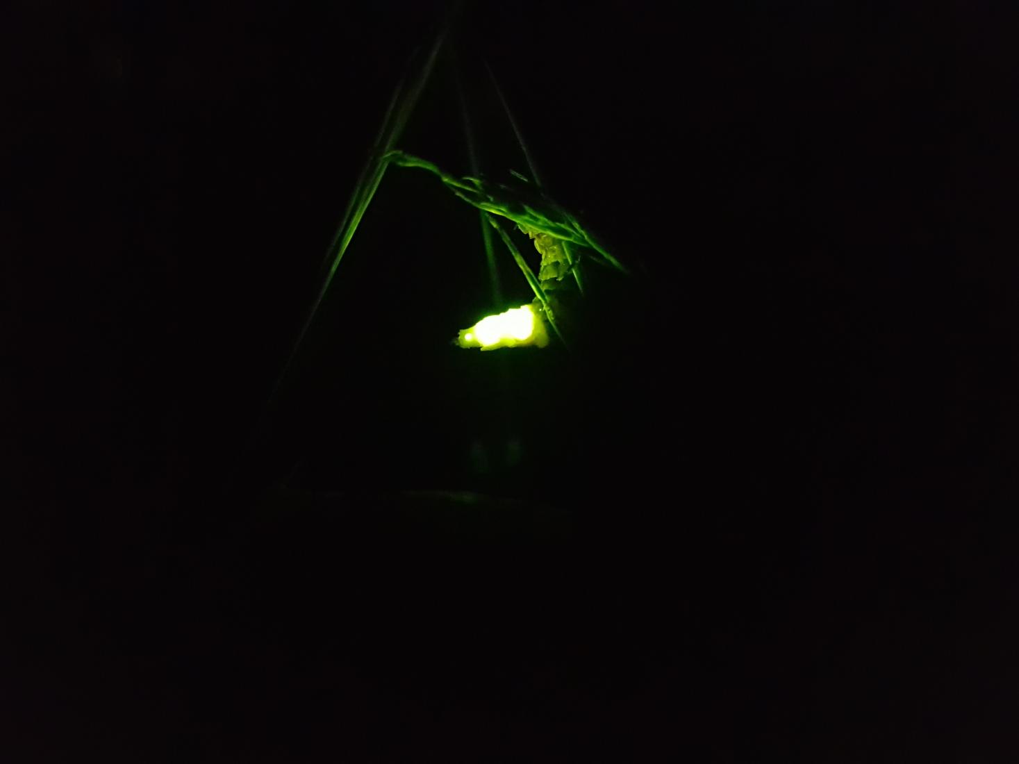 Grosses Glühwürmchen